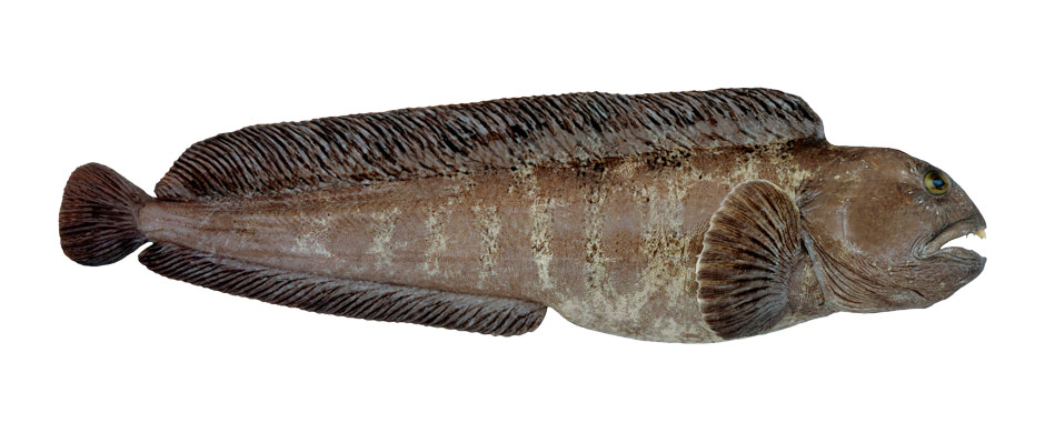 Морской язык: другое название этой рыбы, интересные факты о нем