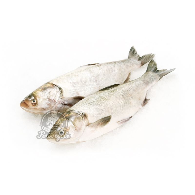 Рыбалка: Какая рыба вкуснее - карп или толстолобик?