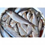 Килька Балтийская п/п (1/15)