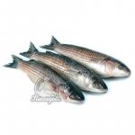 Кефаль н/р 1000+ (1/12) Кефаль н/р 1000+ (1/12)