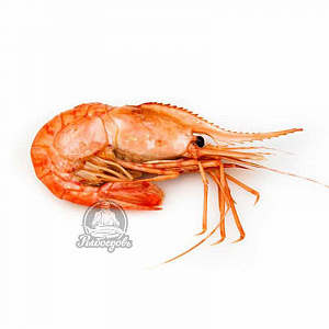 Ботан гребенчатый мелкий 90-120 шт/кг Ботан гребенчатый мелкий 90-120 шт/кг