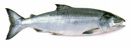 Кета ПСГ Кета ПСГ