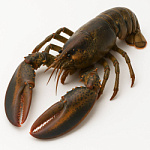 Лобстер (омар) свежемороженный 500-700гр премиум (Индия)