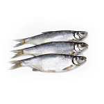 Рыбец вяленый premium 100-200 гр Рыбец вяленый premium 100-200 гр