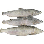 Муксун СГ свежемороженый Якутия 1-1.5кг Муксун СГ свежемороженый Якутия 1-1.5кг