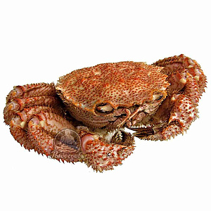 Краб Волосатик целый 600-800гр. Краб Волосатик целый 600-800гр.