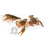 Раки живые 20-30 (доставляем от 3кг) Раки живые 20-30 (доставляем от 3кг)