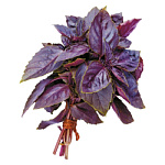 Базилик красный свежий Базилик красный свежий