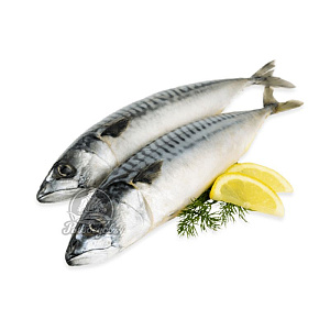Скумбрия замороженная Фарерские острова 500гр+ 2025г