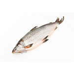 Омуль свежемороженый Якутский 1.2-1.6кг