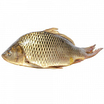 Карп свежемороженый Карп свежемороженый