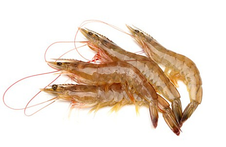 Тигровая креветка, с головой 13/15 Тигровая креветка, с головой 13/15