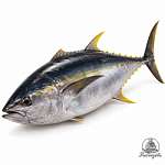 Тунец Yellowfin  ( Индонезия) Целый 60 кг+.
