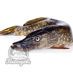 Щука с/м вес 2кг+ Щука с/м вес 2кг+