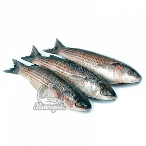 Кефаль н/р 1000+ (1/12) Кефаль н/р 1000+ (1/12)