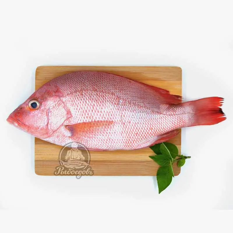 Ред снеппер (red snepper) охлажденный (Индийский океан) вес рыбы 1,5-2,5 кг