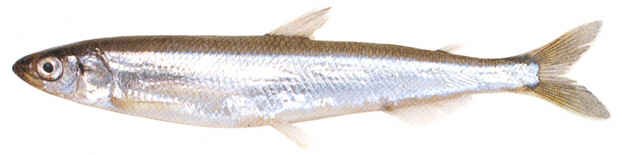 Корюшка Новая Зеландия 25см+ Корюшка Новая Зеландия 25см+