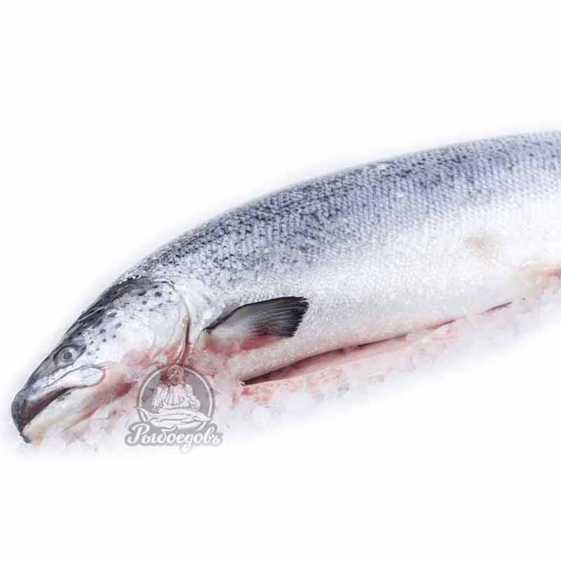 Семга замороженная 5-6кг PREMIUM (Чили) Семга замороженная 5-6кг PREMIUM (Чили)