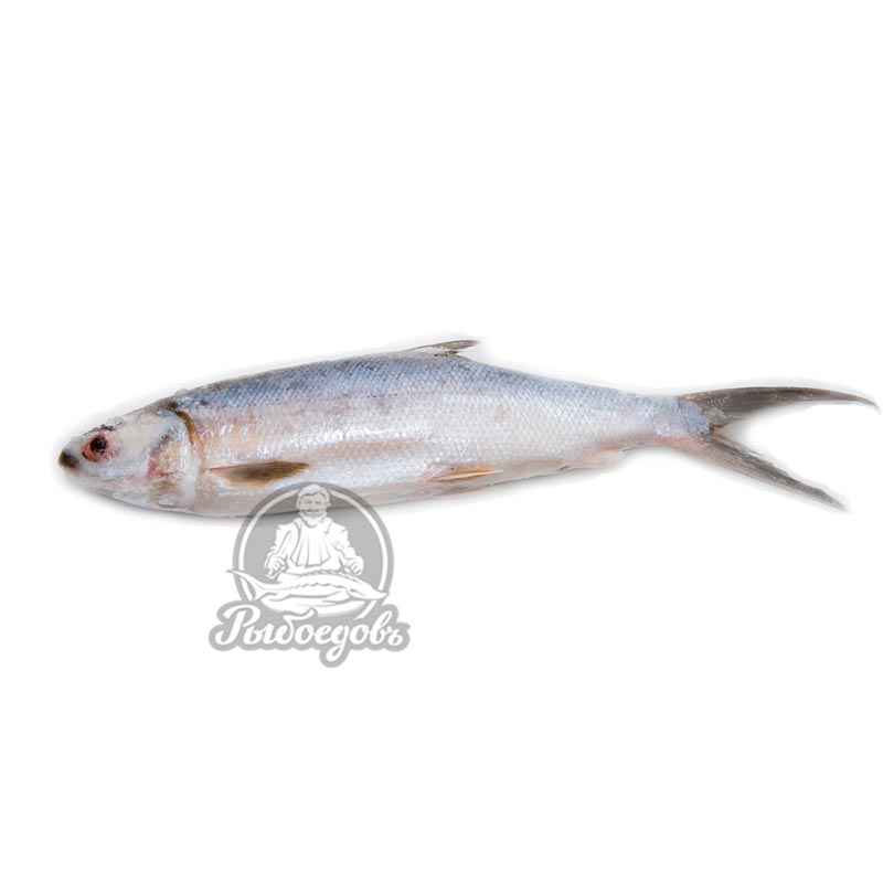 Молочная 500-800 (1/10) Молочная 500-800 (1/10)