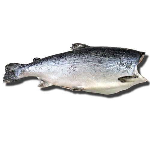 Чавыча, дикая, 4-5кг свежемороженая ПБГ Дальний Восток Чавыча, дикая, 4-5кг свежемороженая ПБГ Дальний Восток