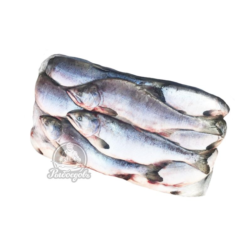 Горбуша с головой мешок 22кг (0,9-1,2кг)  2024г. Горбуша с головой мешок 22кг (0,9-1,2кг)  2024г.