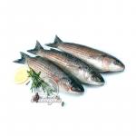 Кефаль н/р 0,5-1,0 (1/12) Кефаль н/р 0,5-1,0 (1/12)