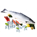 Семга замороженная 7-8кг PREMIUM (Чили) Семга замороженная 7-8кг PREMIUM (Чили)