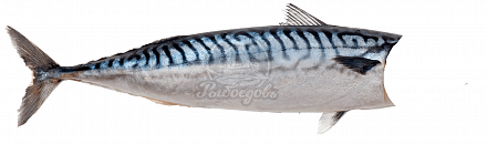 Скумбрия без головы. 200-300 Скумбрия без головы. 200-300