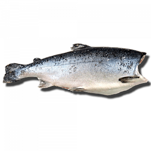 Чавыча M, 3-5 кг, свежемороженая ПБГ Камчатка Чавыча M, 3-5 кг, свежемороженая ПБГ Камчатка