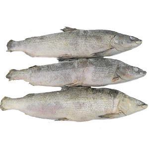 Муксун СГ свежемороженый Якутия 1-1.5кг Муксун СГ свежемороженый Якутия 1-1.5кг