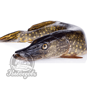 Щука с/м вес 2кг+ Щука с/м вес 2кг+