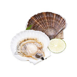 Гребешок морской, живой Гребешок морской, живой