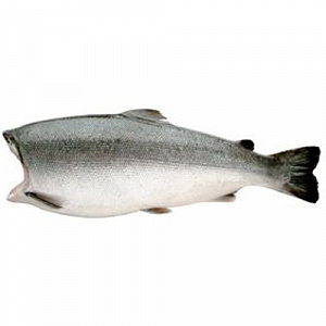 Кижуч ПБГ 1.5-2кг Кижуч ПБГ 1.5-2кг