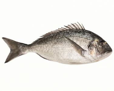 Лещ морской. Россия Лещ морской. Россия