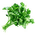 Петрушка свежая