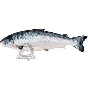 Лосось Premium 7-8кг (замороженный) Лосось Premium 7-8кг (замороженный)