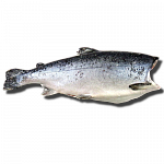 Чавыча M, 3-5 кг, свежемороженая ПБГ Камчатка Чавыча M, 3-5 кг, свежемороженая ПБГ Камчатка