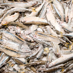 Корюшка  н/р Аргентина 23см+ 20кг Корюшка  н/р Аргентина 23см+ 20кг