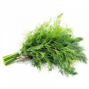 Укроп свежий пучок 120-150гр Укроп свежий пучок 120-150гр